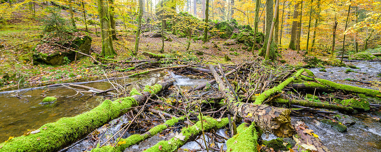 Totholz über einem Bach im Herbstwald