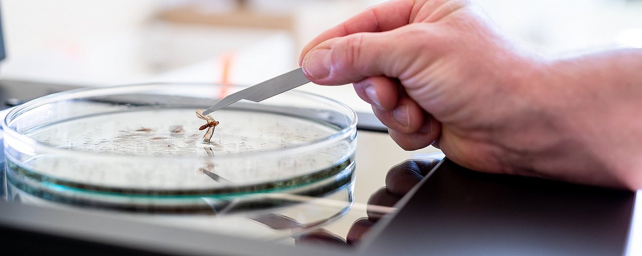 Ein Insekt wird mit einer Pinzette aus einer Petrischale gehoben