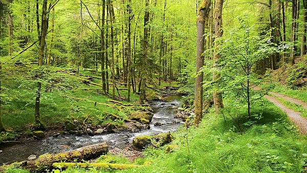 Blick in den Wald