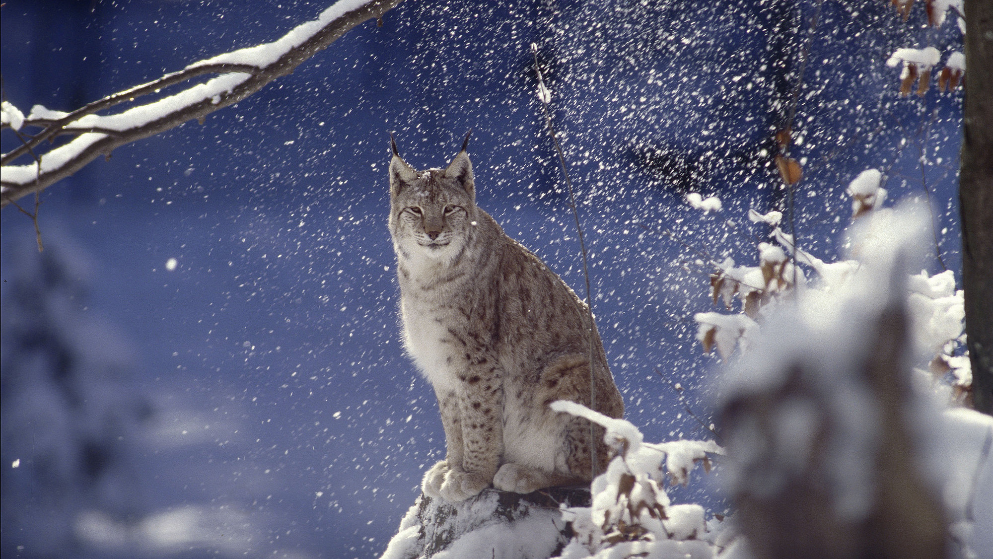 Luchs im Winter