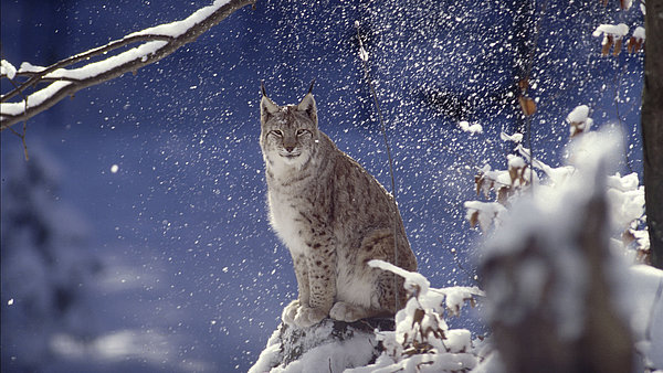 Luchs im Winter