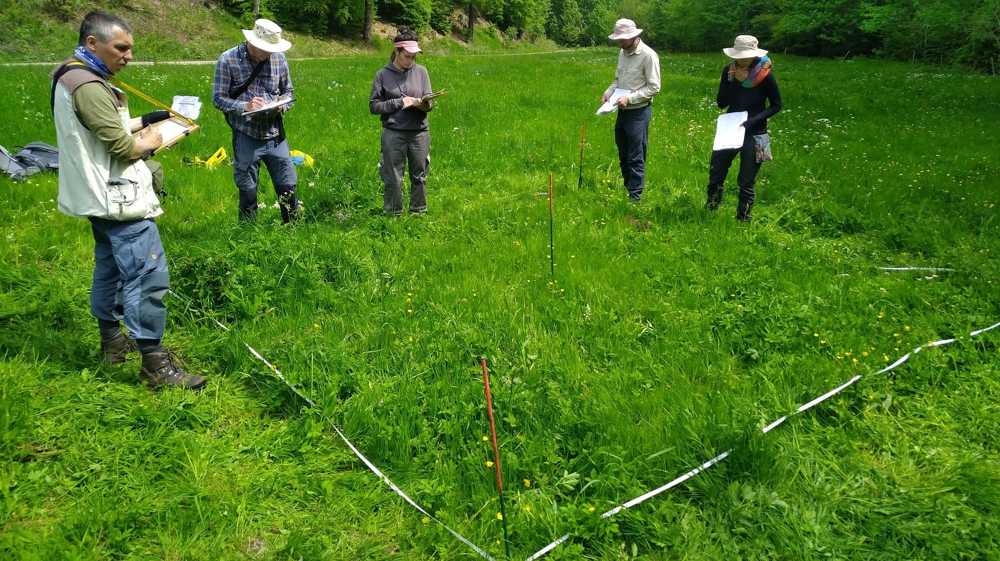 5 Personen auf einer Wiese, die Personen untersuchen die Wiese