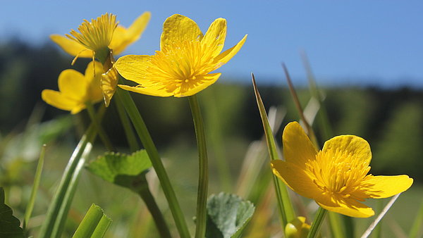Sumpfdotterblume 