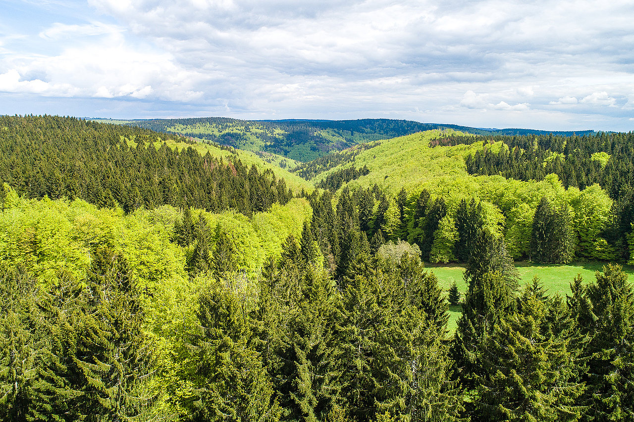Lebensraum Wald UNESCO Biosph renreservat Th ringer Wald Lebensraum Wald UNESCO Biosph renreservat Th ringer Wald