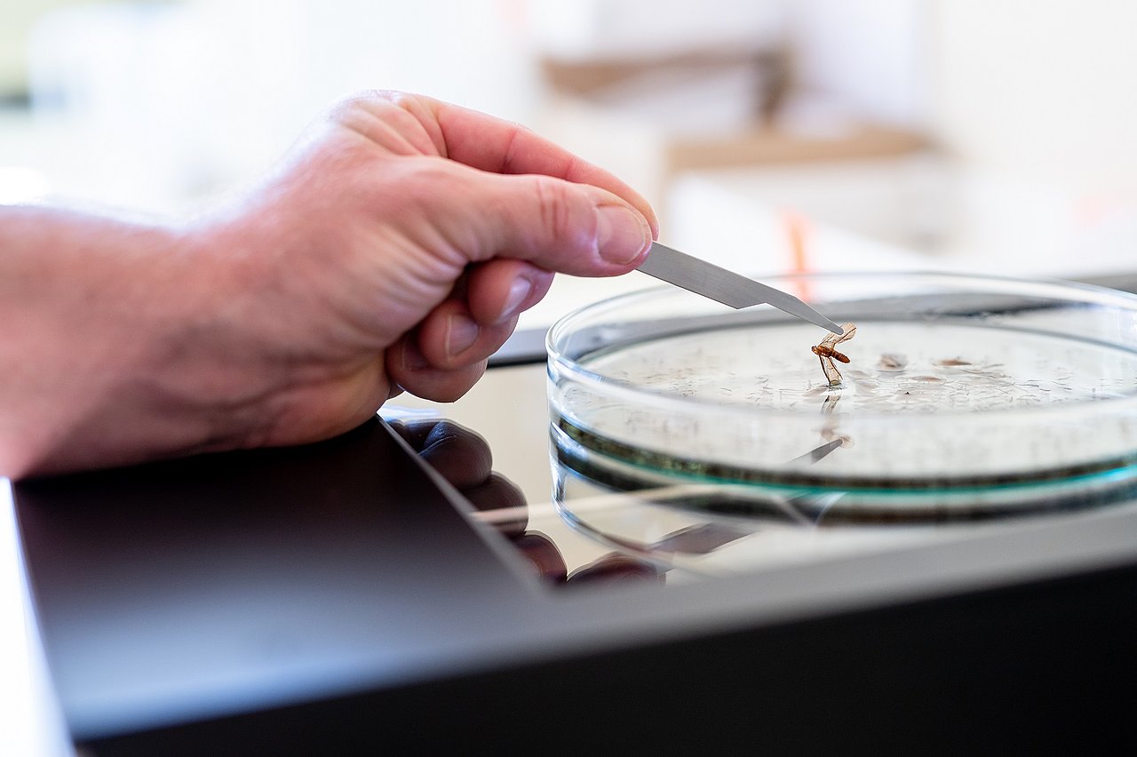 Entnahme eines Insektes mittels Pinzette