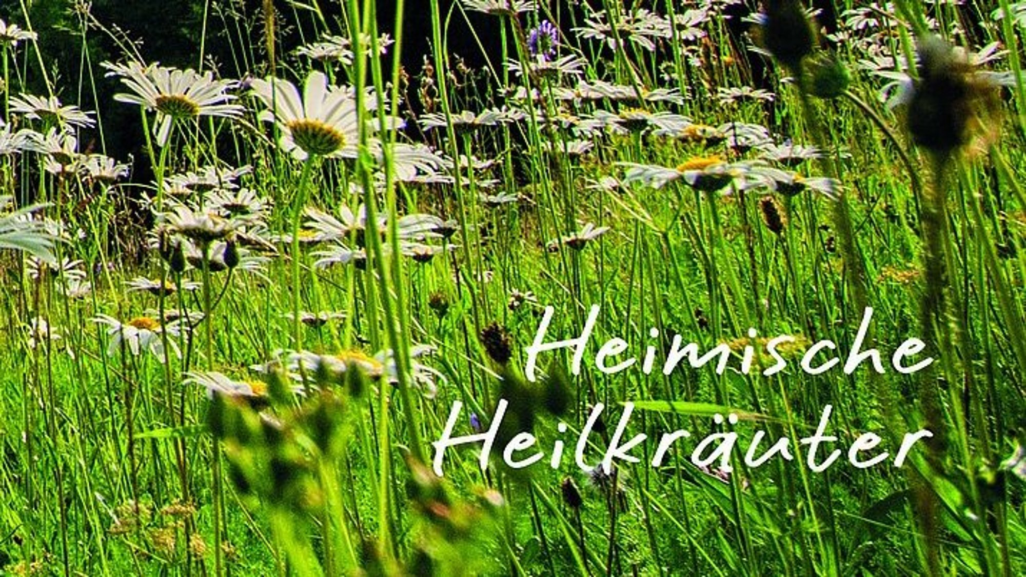 Wiese mit Titel Heimische Heilkräuter