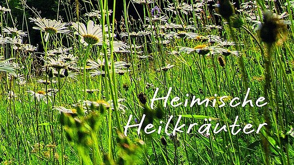 Wiese mit Titel Heimische Heilkräuter