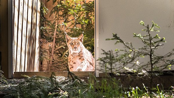 Luchs