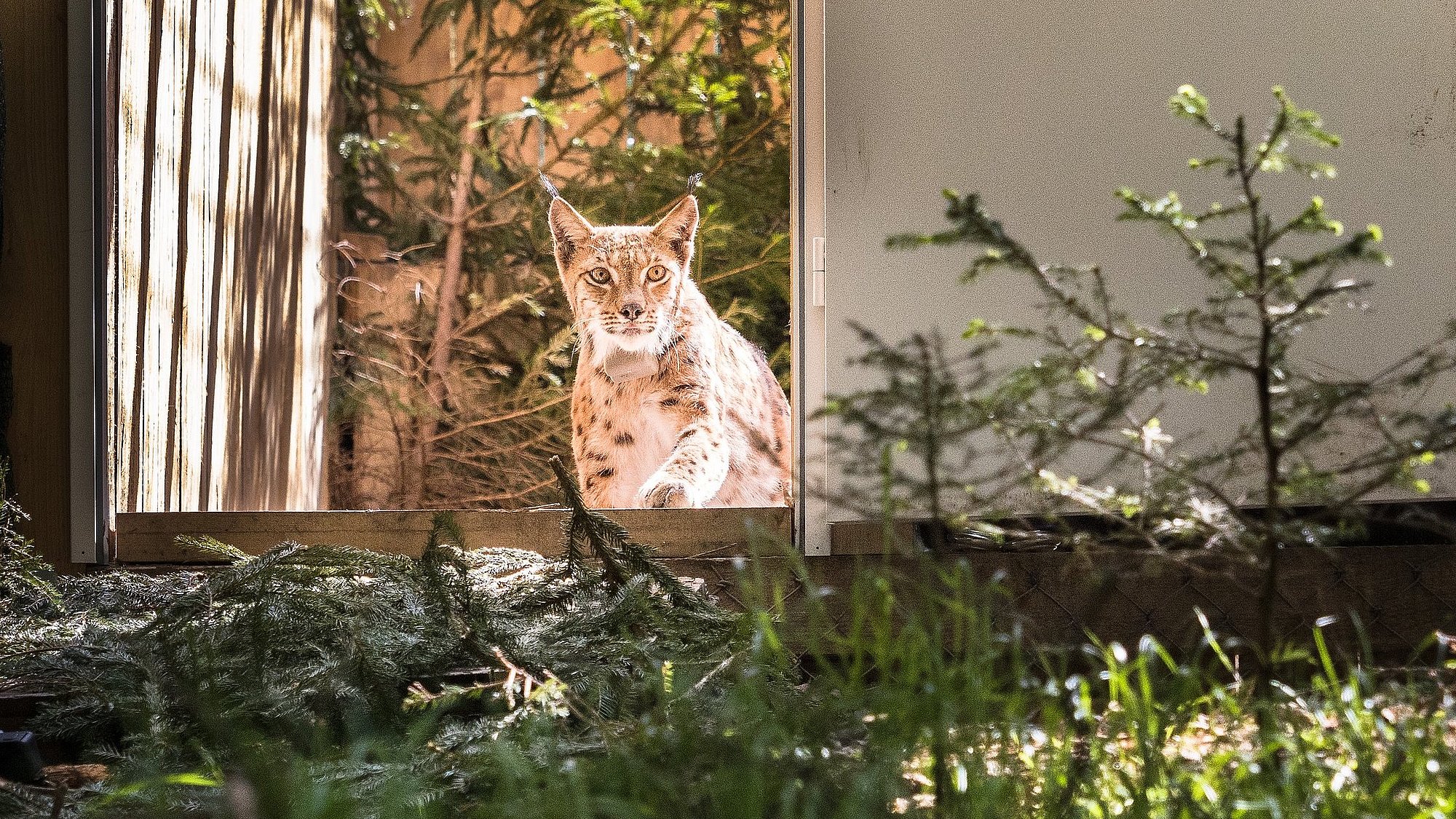 Luchs