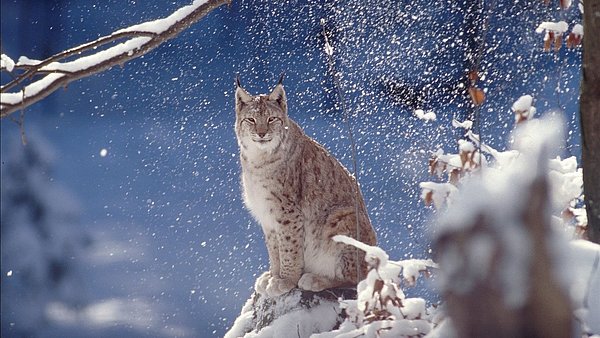 Luchs im Schnee