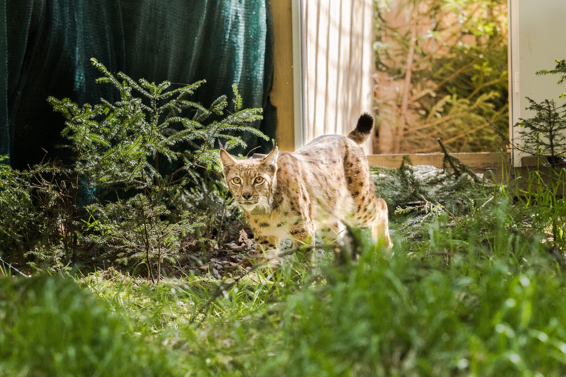 Luchs